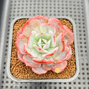 Echeveria 'Pink Latte' 2" Succulent Plant Cutting