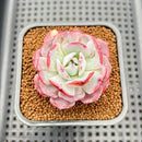 Echeveria 'Laurensis' 2" Succulent Plant Cutting