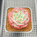 Echeveria 'Pink Latte' 2" Succulent Plant Cutting