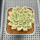 Echeveria Agavoides 'Red Wine' Variegated 2" Succulent Plant Cutting