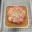 Echeveria Agavoides 'Red Wine' Variegated 2" Succulent Plant Cutting