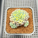 Echeveria Setosa var. Deminuta Variegated 2" Succulent Plant Cutting
