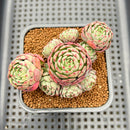Echeveria 'Abbott' 2" Succulent Plant Cutting