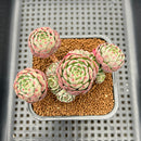 Echeveria 'Abbott' 2" Succulent Plant Cutting