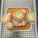 Echeveria 'Abbott' 2" Succulent Plant Cutting