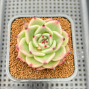 Echeveria 'Noble Fairy' 2" Succulent Plant Cutting