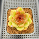 Echeveria 'Black Rose' 2" Succulent Plant Cutting
