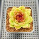 Echeveria 'Black Rose' 2" Succulent Plant Cutting