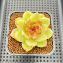 Echeveria 'Black Rose' 2" Succulent Plant Cutting