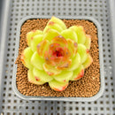 Echeveria 'Black Rose' 2" Succulent Plant Cutting