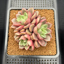 Echeveria 'Agreement' 2" Succulent Plant Cutting