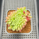 Echeveria 'Carol' Crested 2" Succulent Plant Cutting