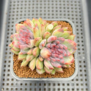 Echeveria 'Purple Peach' 2" Succulent Plant