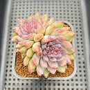 Echeveria 'Purple Peach' 2" Succulent Plant