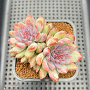 Echeveria 'Purple Peach' 2" Succulent Plant