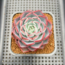 Echeveria 'Ellis' 2"-3" Succulent Plant Cutting