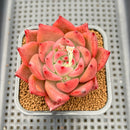 Echeveria Agavoides 'Primori' 2" Succulent Plant Cutting