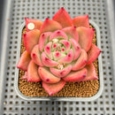 Echeveria Agavoides 'Primori' 2" Succulent Plant Cutting