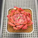 Echeveria Agavoides 'Primori' 3" Succulent Plant Cutting