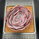 Echeveria 'Dusty Rose' 3"-4" Cutting Succulent Plant