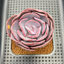 Echeveria 'Dusty Rose' 3"-4" Cutting Succulent Plant
