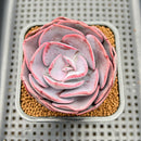 Echeveria 'Dusty Rose' 3"-4" Cutting Succulent Plant