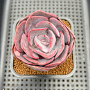 Echeveria 'Dusty Rose' 3"-4" Cutting Succulent Plant