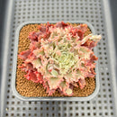 Graptoveria 'Starfire' 2"-3" (Suculentia Original Hybrid) Succulent Plant Cutting