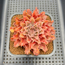 Graptoveria 'Starfire' 2" (Suculentia Original Hybrid) Succulent Plant Cutting