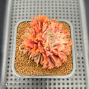 Graptoveria 'Starfire' 2"-3" (Suculentia Original Hybrid) Succulent Plant Cutting