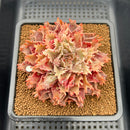 Graptoveria 'Starfire' 2"-3" (Suculentia Original Hybrid) Succulent Plant Cutting