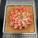 Graptoveria 'Starfire' 2"-3" (Suculentia Original Hybrid) Succulent Plant Cutting
