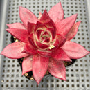 Echeveria Agavoides 'Romeo Rubin' 3"-4" Succulent Plant