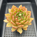 Echeveria 'Chanel' 3"-4" Succulent Plant