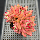 Echeveria Agavoides 'Primori' 4" Cluster Succulent Plant