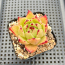 Echeveria Agavoides sp. 2" Succulent Plant