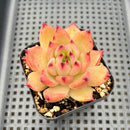 Echeveria Agavoides sp. 2"-3" Succulent Plant