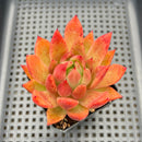 Echeveria Agavoides sp. 3" Succulent Plant