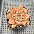 Echeveria Agavoides sp. 3" Succulent Plant