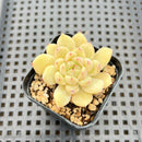 Echeveria sp. 2" Succulent Plant