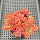 Echeveria 'Apple Pie' 3" Cluster Succulent Plant