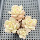 Echeveria 'Beginner' 2"-3" Cluster Succulent Plant