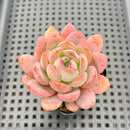 Echeveria 'Starmark' 2" Succulent Plant