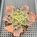 Echeveria 'Blue Curls' 2"-3" Succulent Plant