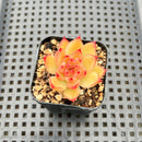 Echeveria Agavoides sp. 2" Succulent Plant