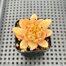 Echeveria 'Chanel' 1"-2" Succulent Plant Cutting