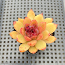 Echeveria 'Elly' ('Blood Queen' x 'Elegans') 2" Flower Village Original Hybrid Succulent Plant
