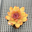 Echeveria 'Elly' ('Blood Queen' x 'Elegans') 2" Flower Village Original Hybrid Succulent Plant
