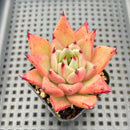 Echeveria Agavoides sp. 2"-3" Succulent Plant