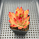 Echeveria Agavoides sp. 2" Succulent Plant